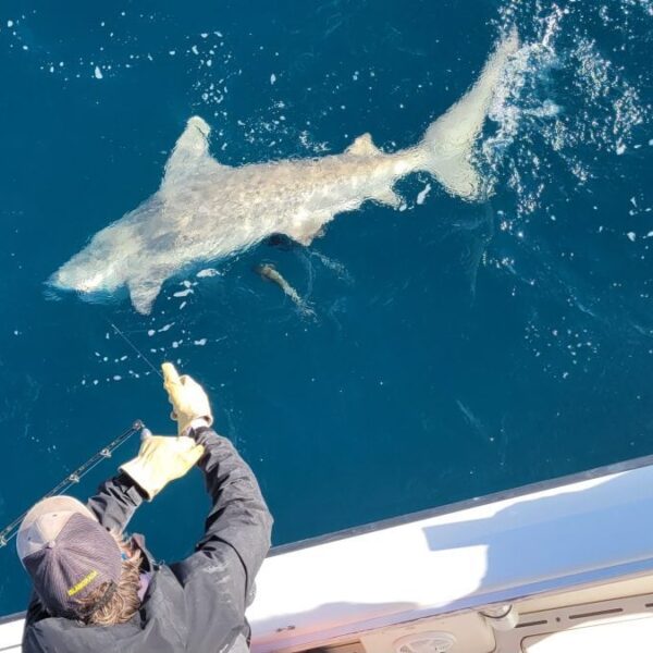 Shark Fishing Charter in Marathon, FL